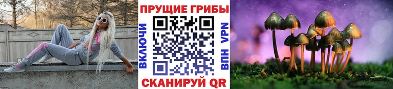 Купить где  Камбарка  Галлюциногенные грибы Psilocybe 